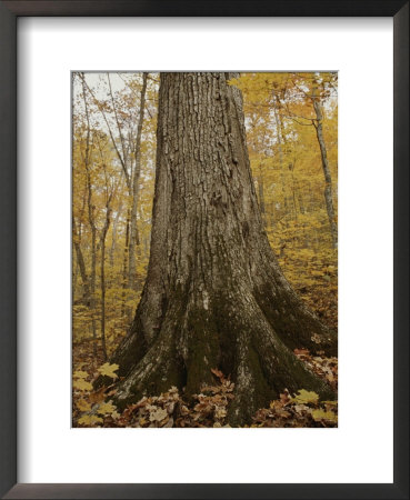 A Large Tree Trunk Shoots Up From A Bed Of Autumn Leaves by Stephen Alvarez Pricing Limited Edition Print image
