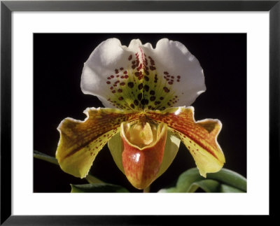 Orchid by Bill Whelan Pricing Limited Edition Print image