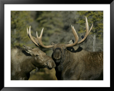 Close-Up Of Male And Female Moose Nuzzle, Anchorage, Alaska, Usa by Arthur Morris Pricing Limited Edition Print image