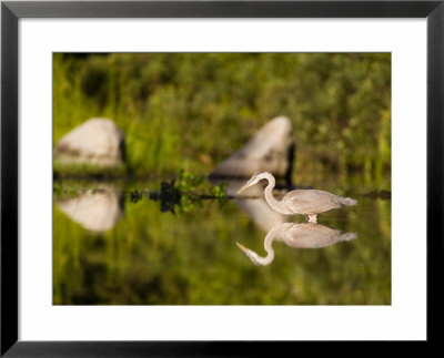 Great Blue Heron Feeds In Katahdin Lake, Maine, Usa by Jerry & Marcy Monkman Pricing Limited Edition Print image