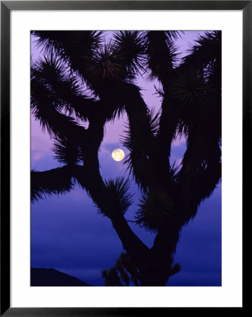 Joshua Tree With Moonset, Joshua Tree National Park, California, Usa by Chuck Haney Pricing Limited Edition Print image