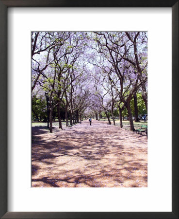 Jacarandas Trees Bloom In City Parks, Parque 3 De Febrero, Palermo, Buenos Aires, Argentina by Michele Molinari Pricing Limited Edition Print image