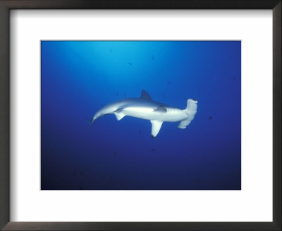 Scalloped Hammerhead Shark, Cocos Island, Costa Rica by Stuart Westmoreland Pricing Limited Edition Print image