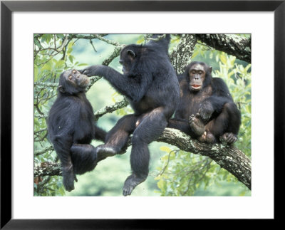 Male Chimpanzee Grooms His Brother, Gombe National Park, Tanzania by Kristin Mosher Pricing Limited Edition Print image