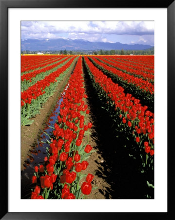 Red Tulip Rows, Skagit Valley, Washington State, Usa by Jamie & Judy Wild Pricing Limited Edition Print image