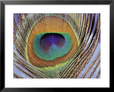 Peacock Tail Feather by Darlyne A. Murawski Pricing Limited Edition Print image