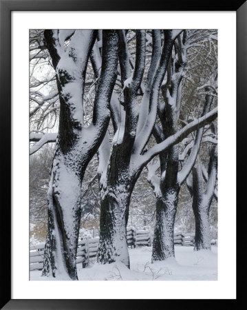 Snowy Weeping Willows, Trees And Fence, Oakland County, Michigan, Usa by Claudia Adams Pricing Limited Edition Print image