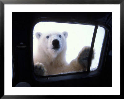 Polar Bear Looking Through Truck Window, Arctic National Wildlife Refuge, Alaska, Usa by Steve Kazlowski Pricing Limited Edition Print image