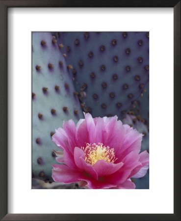 Flowering Beavertail Cactus, Arizona-Sonora Desert Museum, Arizona, Usa by Jamie & Judy Wild Pricing Limited Edition Print image
