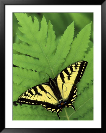 Tiger Swallowtail On Fern, Houghton Lake, Michigan, Usa by Claudia Adams Pricing Limited Edition Print image