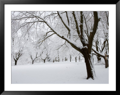 Snow-Covered Maple Trees In Odiorne Point State Park In Rye, New Hampshire, Usa by Jerry & Marcy Monkman Pricing Limited Edition Print image