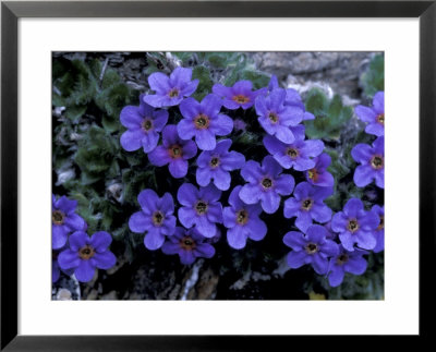 Forget-Me-Not Among Lichens, Brooks Range, Alaska National Wildlife Refuge, Alaska, Usa by Hugh Rose Pricing Limited Edition Print image