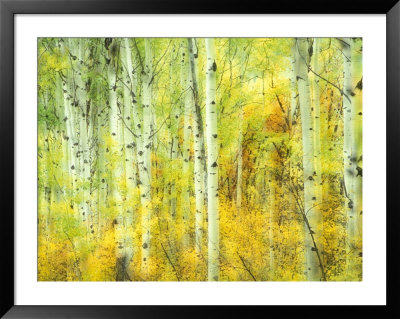 Aspens In Fall, Kebler Pass, Colorado, Usa by Darrell Gulin Pricing Limited Edition Print image
