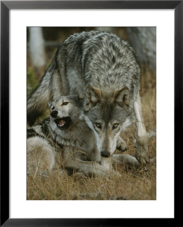 Gray Wolf With A Menacing Expression Stands Over Another by Jim And Jamie Dutcher Pricing Limited Edition Print image