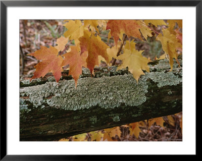 Autumn Leaves And A Lichen-Covered Log by Stephen Sharnoff Pricing Limited Edition Print image