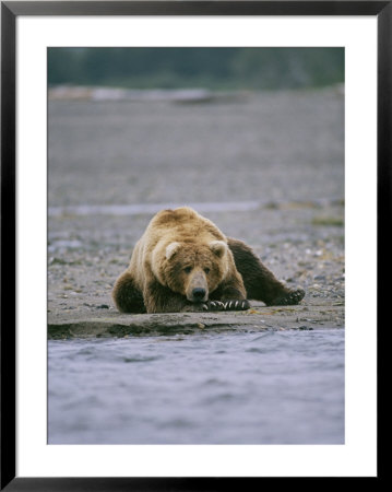 An Alaskan Brown Bear Waits To Catch A Fish On The Banks Of A River by Roy Toft Pricing Limited Edition Print image