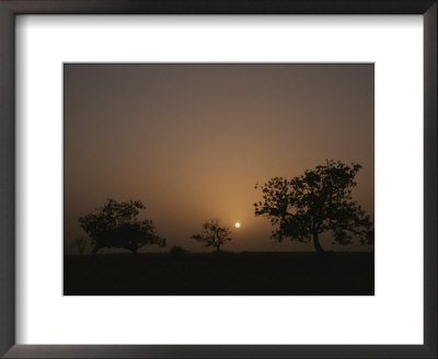Baobab Trees (Adansonia Digitata) Silhouetted By The African Sunset by Bobby Model Pricing Limited Edition Print image