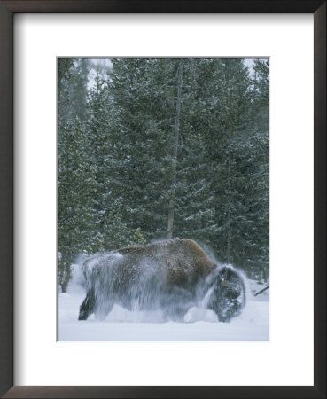 An American Bison Shakes Snow Off Of Its Back by Tom Murphy Pricing Limited Edition Print image
