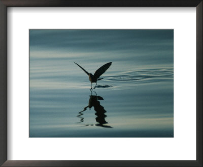 A Shorebird Gently Hops Along The Waters Surface by Bill Curtsinger Pricing Limited Edition Print image