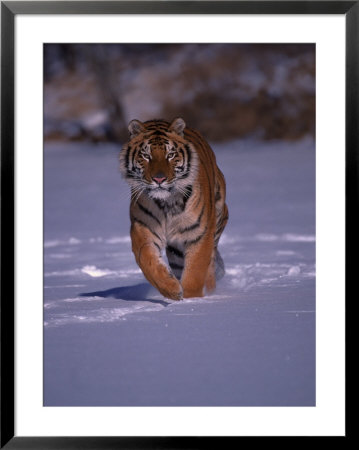 Siberian Tiger Running In The Snow by Lynn M. Stone Pricing Limited Edition Print image