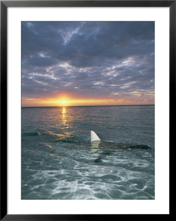 The Fin Of A Blacktip Shark Pokes Above The Waters Surface At Sunset by Brian J. Skerry Pricing Limited Edition Print image