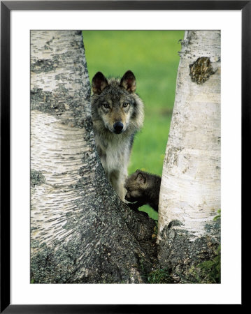 Male Gray Wolf And Cub Behind Tree, Montana by David Burch Pricing Limited Edition Print image