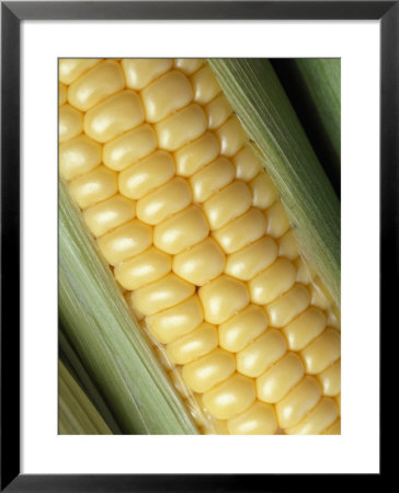Ear Of Corn by Fogstock Llc Pricing Limited Edition Print image