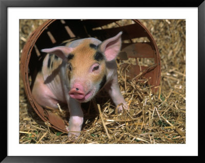Piglet by Lynn M. Stone Pricing Limited Edition Print image