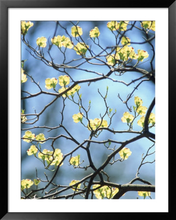 Branches Of Spring Flowering Tree by Steven Emery Pricing Limited Edition Print image