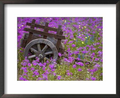 Wooden Cart In Field Of Phlox, Blue Bonnets, And Oak Trees, Near Devine, Texas, Usa by Darrell Gulin Pricing Limited Edition Print image