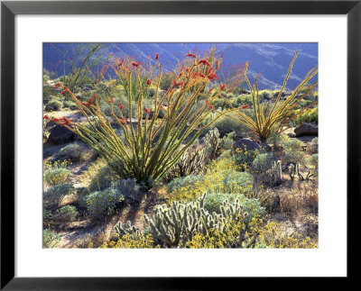 Blooming Ocotillo Cactus And Brittlebush Desert Wildflowers, Anza-Borrego Desert State Park by Christopher Talbot Frank Pricing Limited Edition Print image