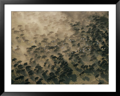 An Aerial View Of A Herd Of Wildebeests by Chris Johns Pricing Limited Edition Print image