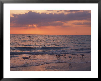 White Ibis, Captiva Island, Fl by Roger Leo Pricing Limited Edition Print image