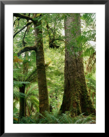 Trees In Forest Mt. Field National Park, Tasmania, Australia by Rob Blakers Pricing Limited Edition Print image