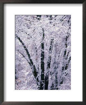 Trees Covered In Snow, Yosemite National Park, Usa by Lee Foster Pricing Limited Edition Print image