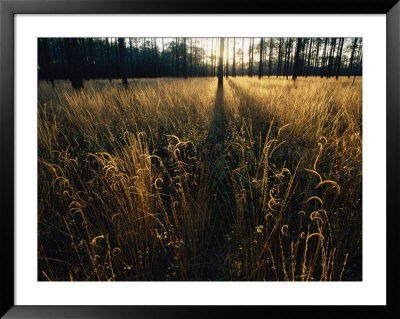 View Of An Open Meadow Which Was Created By Periodic Fires Which Occasionally Sweep This Area by Raymond Gehman Pricing Limited Edition Print image