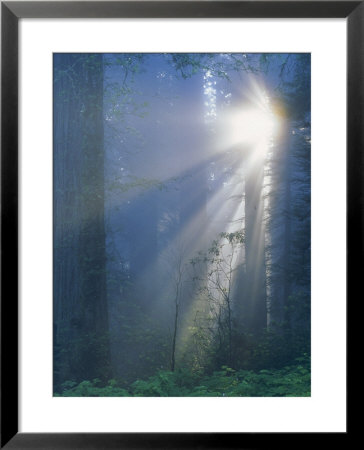 Sunlight Coming Through Redwoods, Ca by Inga Spence Pricing Limited Edition Print image