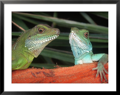 Water Dragons (Physignathus Cocincinus) by Marian Bacon Pricing Limited Edition Print image
