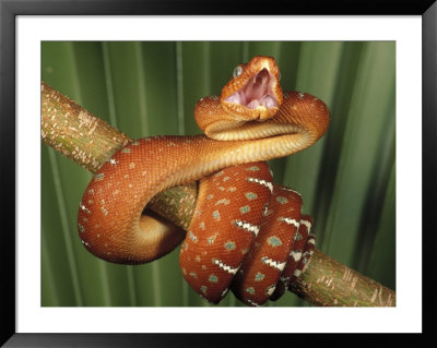 Emerald Tree Boa Constrictor by Marian Bacon Pricing Limited Edition Print image