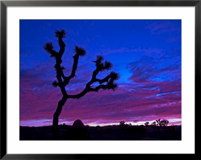 Joshua Tree At Sunset, Jumbo Rocks Area, Joshua Tree National Park, California, Usa by Richard Cummins Pricing Limited Edition Print image