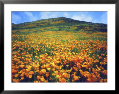 California Poppies, Lake Elsinore, California, Usa by Christopher Talbot Frank Pricing Limited Edition Print image