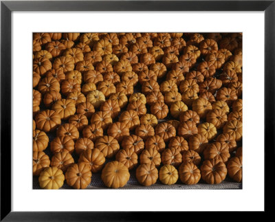 Rows Of Little Squash Resembling Miniature Pumpkins Form A Pattern by Stephen St. John Pricing Limited Edition Print image