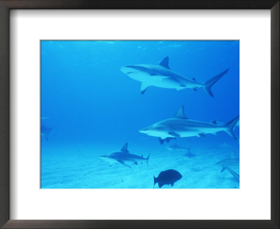 Reef Sharks, Walker's Cay, Bahamas by Shirley Vanderbilt Pricing Limited Edition Print image
