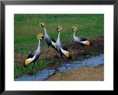 Four Grey Crowned-Cranes (Balearica Regulorum), Masai Mara National Reserve, Rift Valley, Kenya by Mitch Reardon Pricing Limited Edition Print image