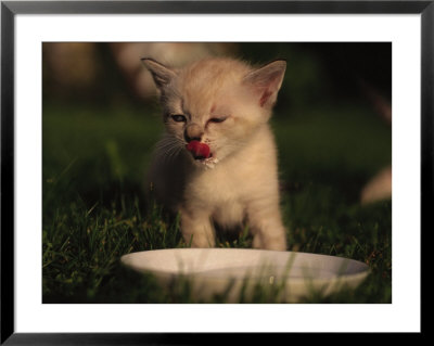 Himalayan Tabby Kitten Enjoying Bowl Of Milk by Frank Siteman Pricing Limited Edition Print image