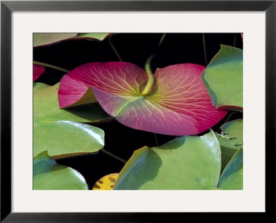 Lily Pads, Washington, Usa by Terry Eggers Pricing Limited Edition Print image