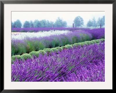 Lavender Field, Sequim, Washington, Usa by Janell Davidson Pricing Limited Edition Print image