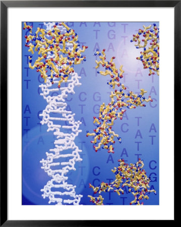 Dna Helix, Proteins, With Genetic Code In Background by Jacob Halaska Pricing Limited Edition Print image