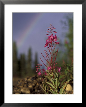 Fireweed Under Rainbow, Talkeetna, Alaska, Usa by Paul Souders Pricing Limited Edition Print image