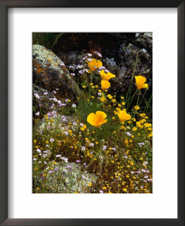 Yellow California Poppy In The North Coast Range Of California, California, Usa by Wes Walker Pricing Limited Edition Print image